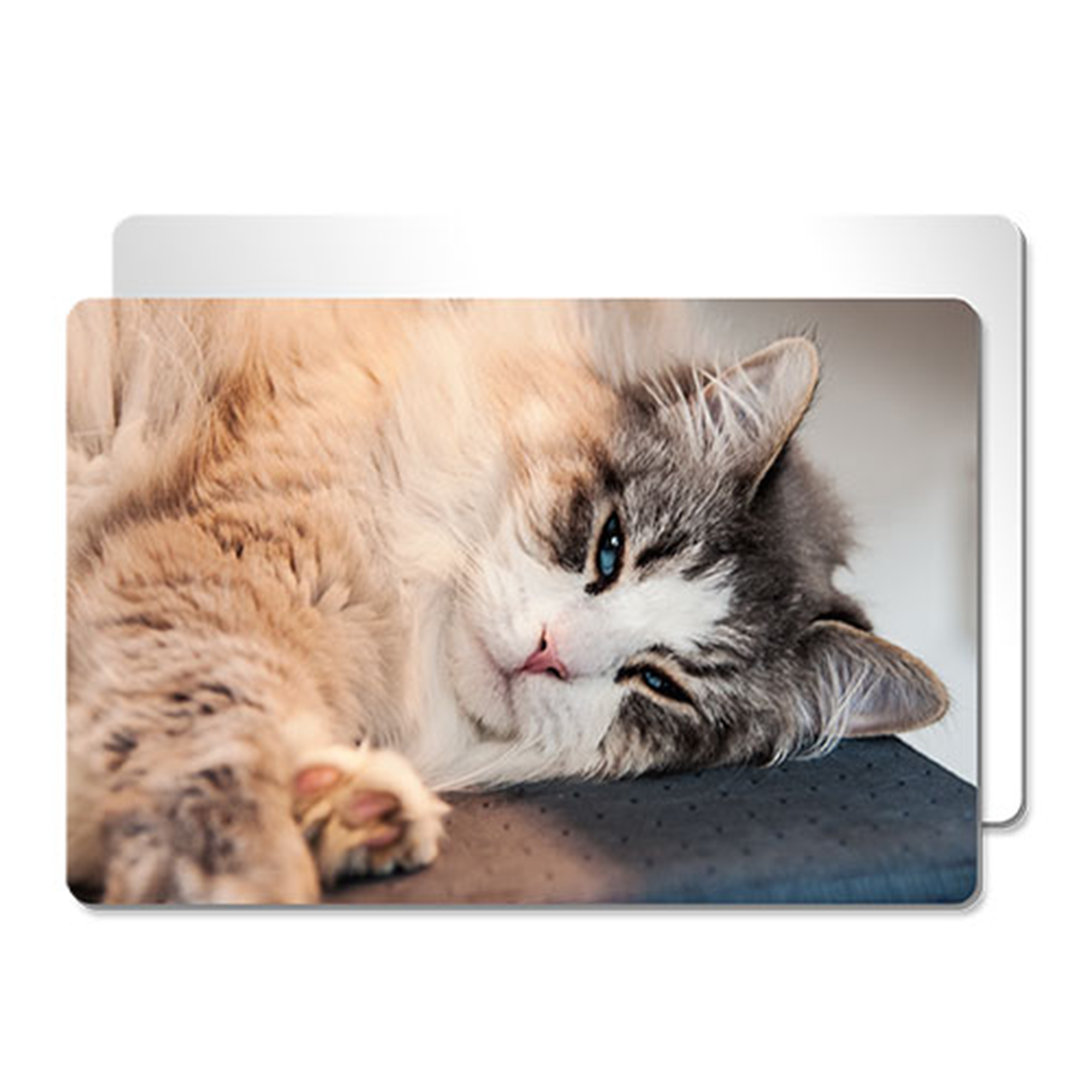 ChromaLuxe tableau photo en aluminium blanc mat, 100 x 150 x 1,15 mm, coins arrondis, 10 pcs./carton