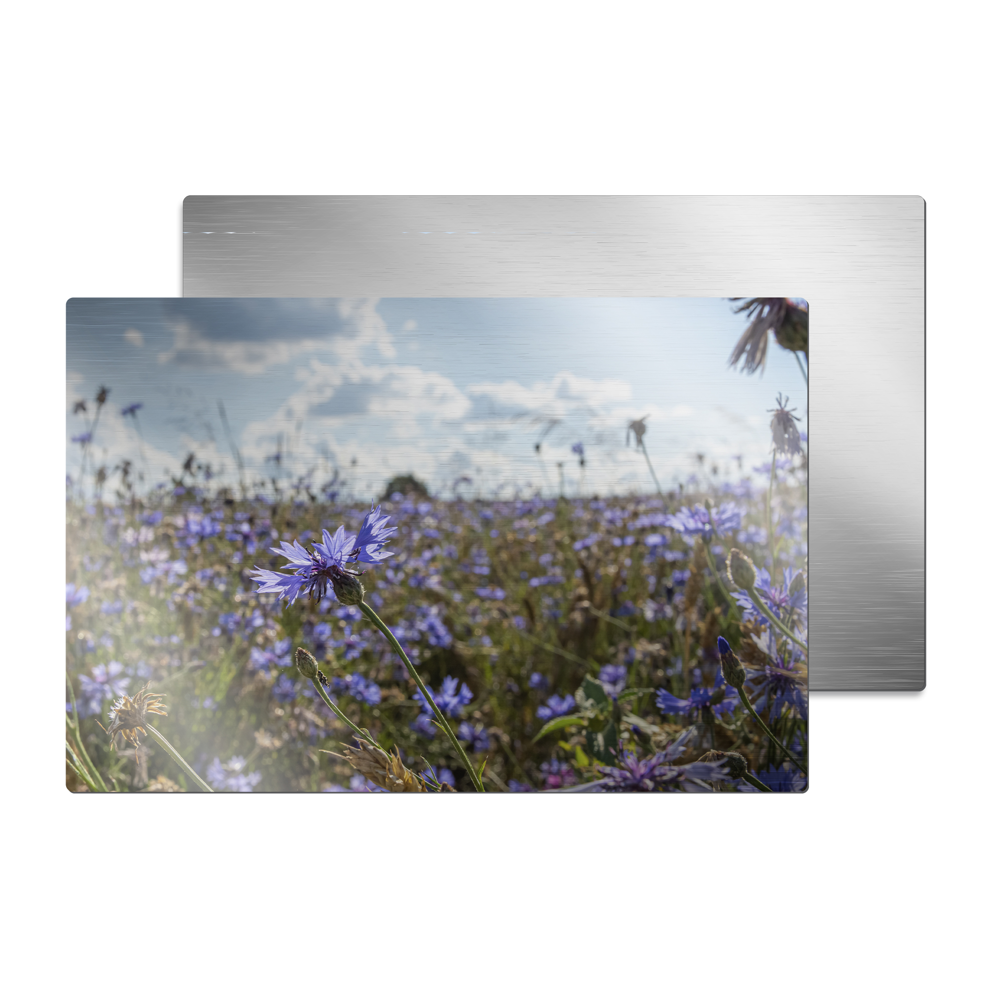 ChromaLuxe tableau photo en aluminium argenté brossé, 200 x 300 x 1,15 m coins arrondis, 10 pcs./carton