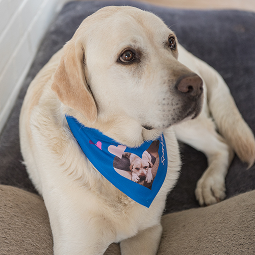 Sublistar® Hundehalstuch weiß mit Klettverschluss, div. Größen Sublistar® Hundehalstuch weiß mit Klettverschluss, div. Größen