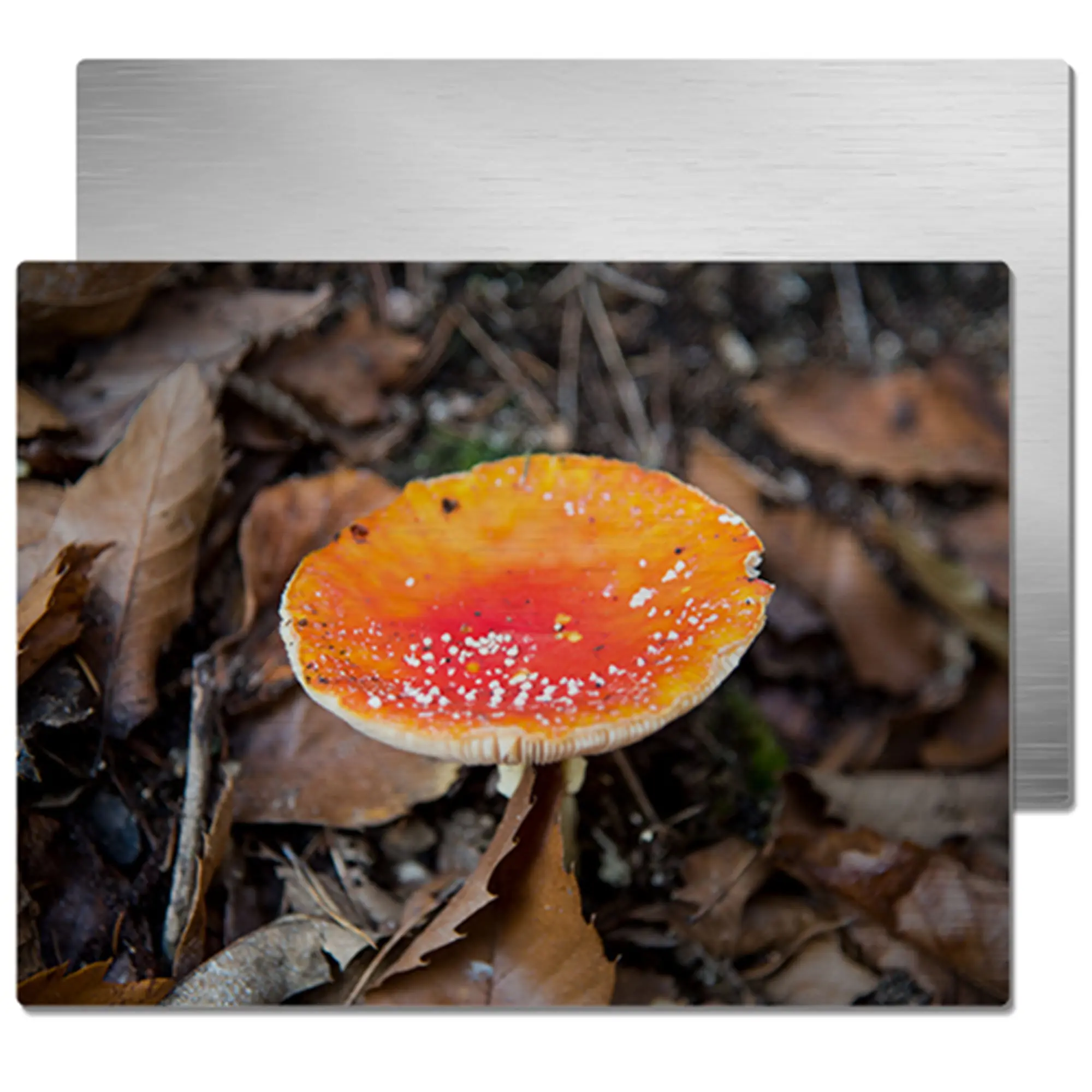 ChromaLuxe Alu-Fototafel silber-gebürstet, 150 x 200 x 1,15 mm, Ecken gerundet