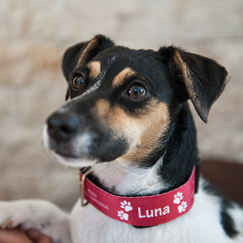 Sublistar® Collier pour animaux,  diverses tailles