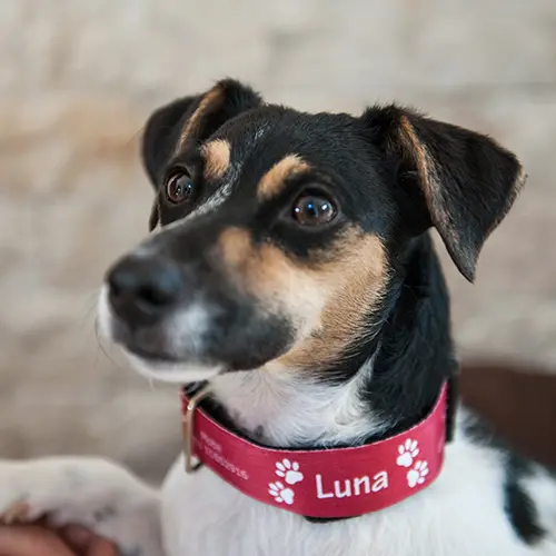 Sublistar® Tierhalsband, div. Größen