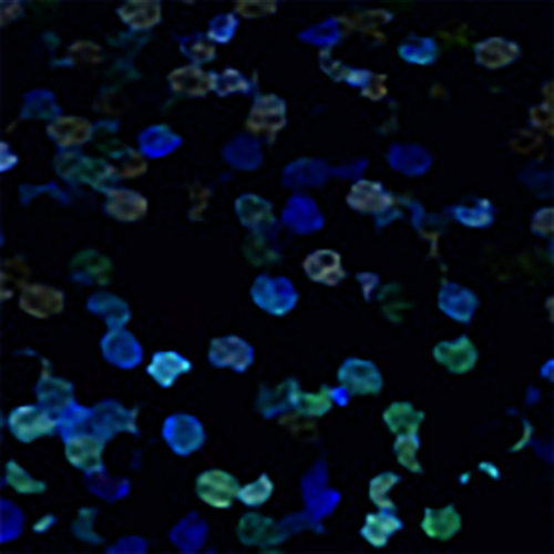 Nova-Flex 1900 Holographic Glossy, div. Farben und Abmessungen