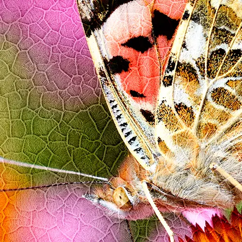 Duraluxe Alu-Fototafel Struktur Salt Lake, weiß, versch. Größen