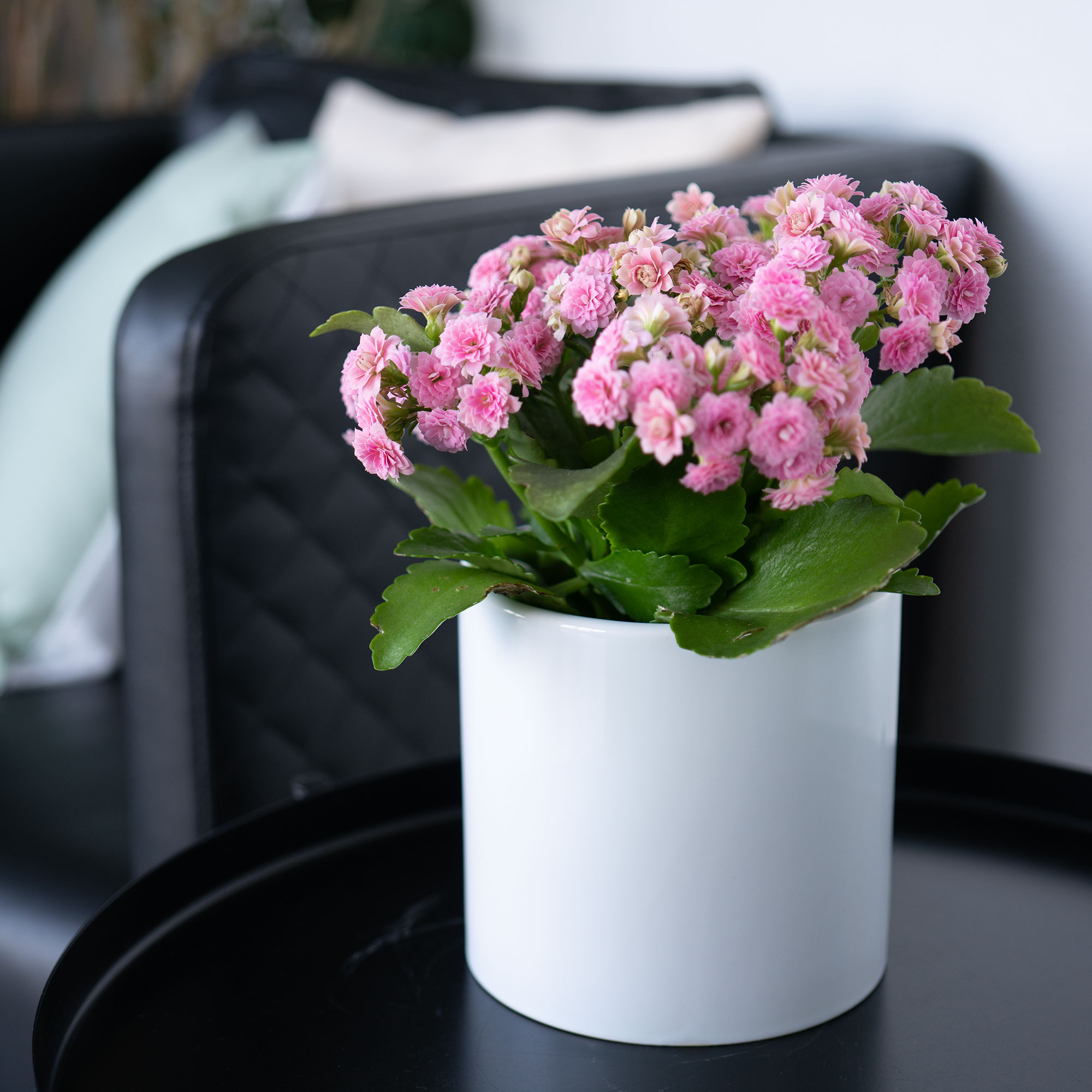 Blumentopf aus weißer Keramik, Ø 145 mm, Höhe 135 mm